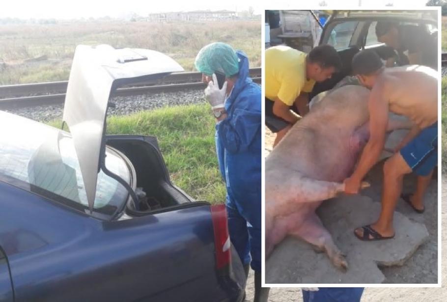 Pesta porcină Pesta porcină la Călăraşi