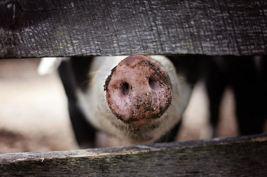 Scade numărul de focare de pestă porcină Pesta porcină africană
