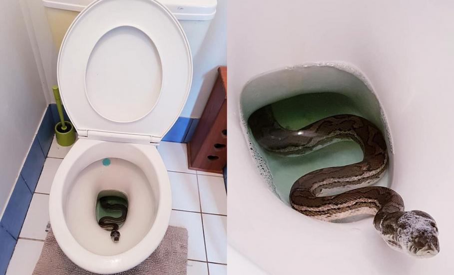 Piton în toaletă Piton găsit în toaleta unui bărbat