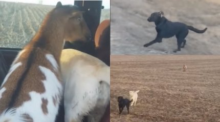 Labradorul s-a întors a doua zi la stăpân cu încă un câine şi o capră