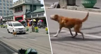 Video cu o căţeluşă care cere ajutor şoferilor, după ce puiul ei a fost lovit