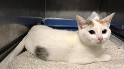 O romanca risca inchisoarea in Italia, dupa ce si-a aruncat pisica de la etaj