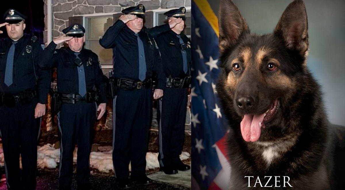 Tazer suferea de cancer osos, iar colegii săi de breaslă au hotărât să îi curme suferinţa