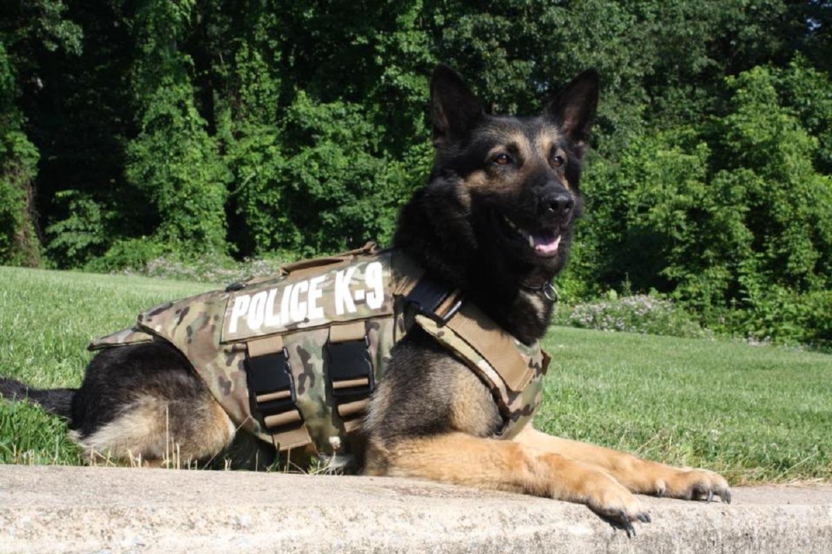 Tazer suferea de cancer osos, iar colegii săi de breaslă au hotărât să îi curme suferinţa