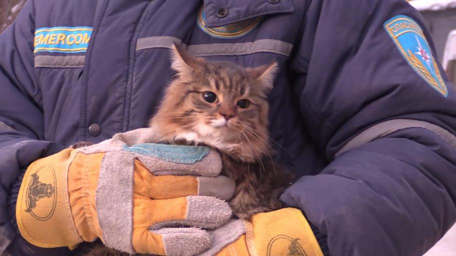 Pisica salvată Pisica salvată ținută în brațe de un pompier rus