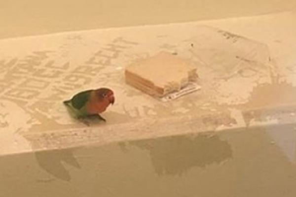 Papagalul a fost bine îngrijit după gratii