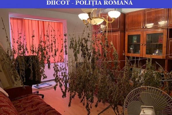 Patru traficanţi de droguri au fost reţinuţi pentru 24 de ore