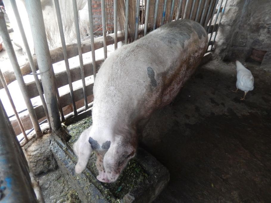Român mort în Italia, muşcat de o scroafă. Un copil de doi ani este în stare gravă Românul a fost identificat cu dificultate