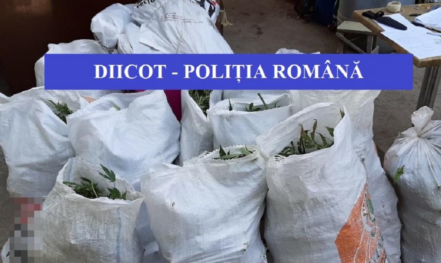 Poliţiştii au ridicat saci cu plante de cannabis de la traficanţii din Mehedinţi Şapte traficanţi de droguri din Mehedinţi vor fi audiaţi
