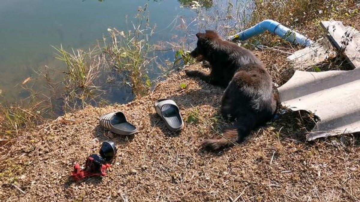 Un câine a aşteptat o noapte întreagă ca stăpânul să revină din lacul în care s-a înecat Stăpânul câinelui a alunecat şi a căzut în lac