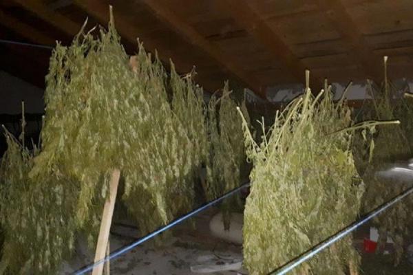 Bărbat din Neamț, prins cu 100 de kilograme de canabis în podul casei