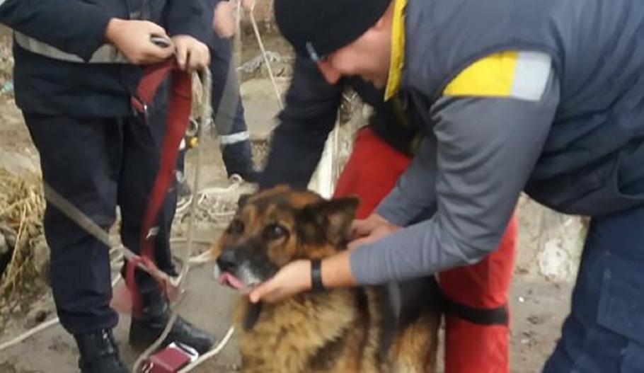 Câine salvat in extremis, dintr-o fântână adâncă de 10 metri Nu se ştie cum a căzut patrupedul în fântână