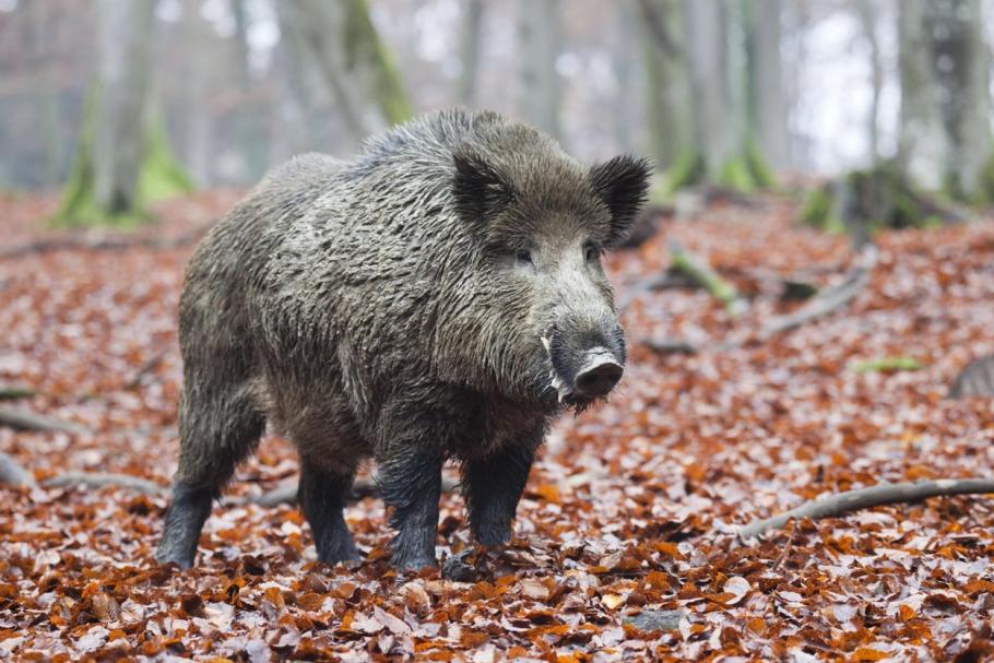 Porc mistreț 12 vânători din Suceava au mâncat dintr-un mistreț cu trichineloză, de poftă