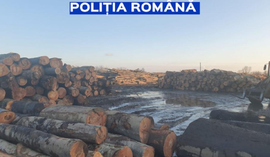 Amenzi de peste 100.000 de lei pentru tăieri ilegale de arbori în Gorj S-au aplicat 28 de sancţiuni contravenţionale pentru tăieri ilegale de arbori