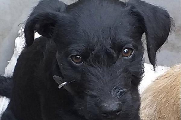 Stăpâna lui Molly vrea interzicerea artificiilor şi a petardelor