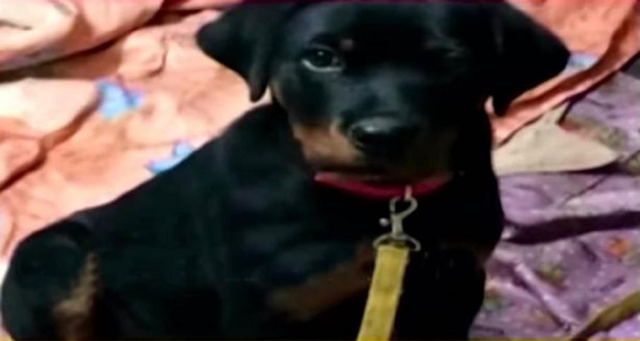 Un câine a murit după ce a sărit să apere doi copii de un şarpe cobra Câinele a murit muşcat de un şarpe cobra