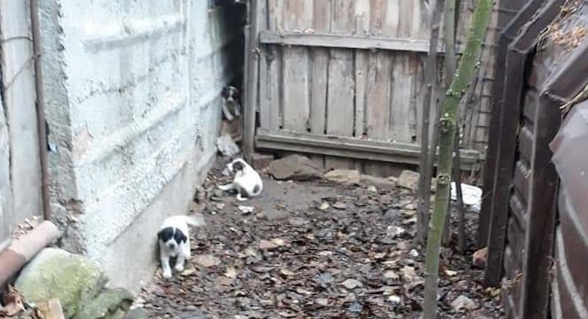 Poliţia din Babadag caută un individ care trace cu arbaleta în câini, pe străzi