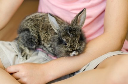 Copil la spital, după ce a fost muşcat de un iepuraş