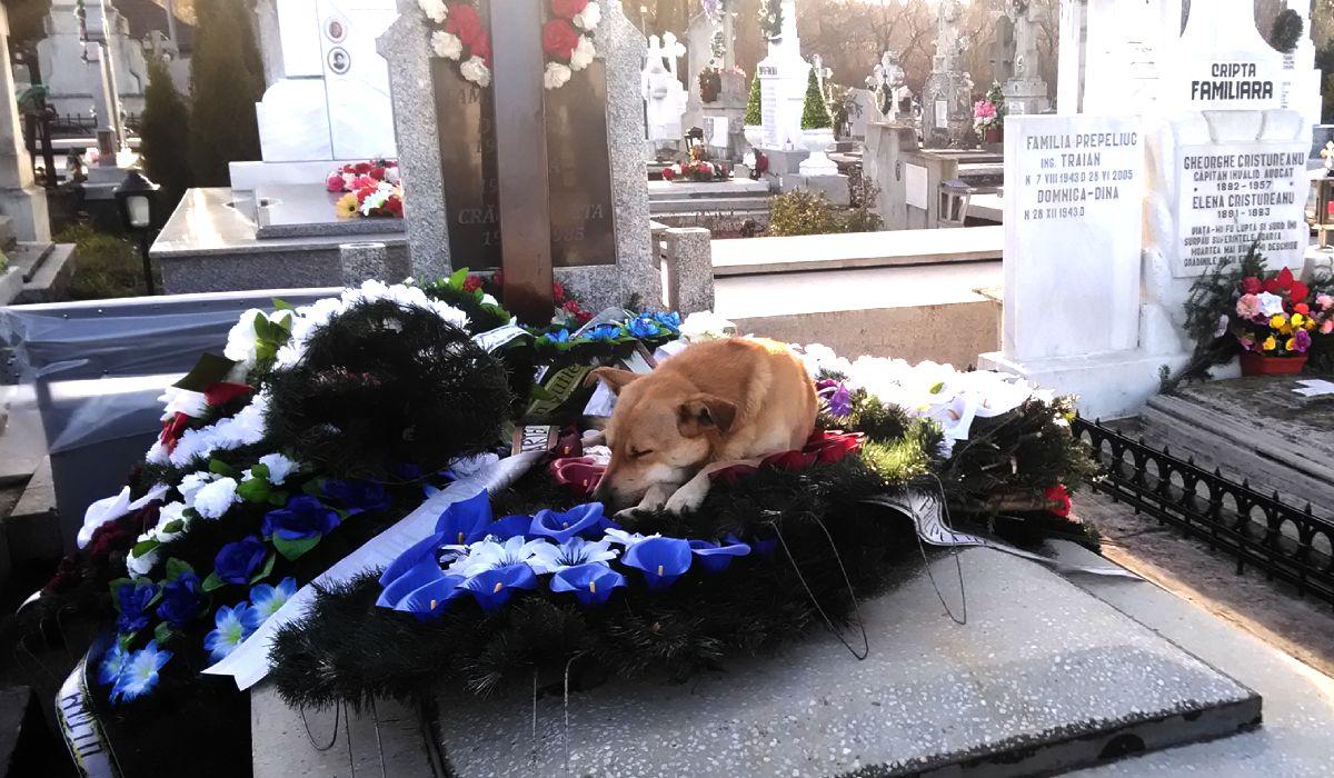Câine fotografiat pe un mormânt din cimitirul din Suceava