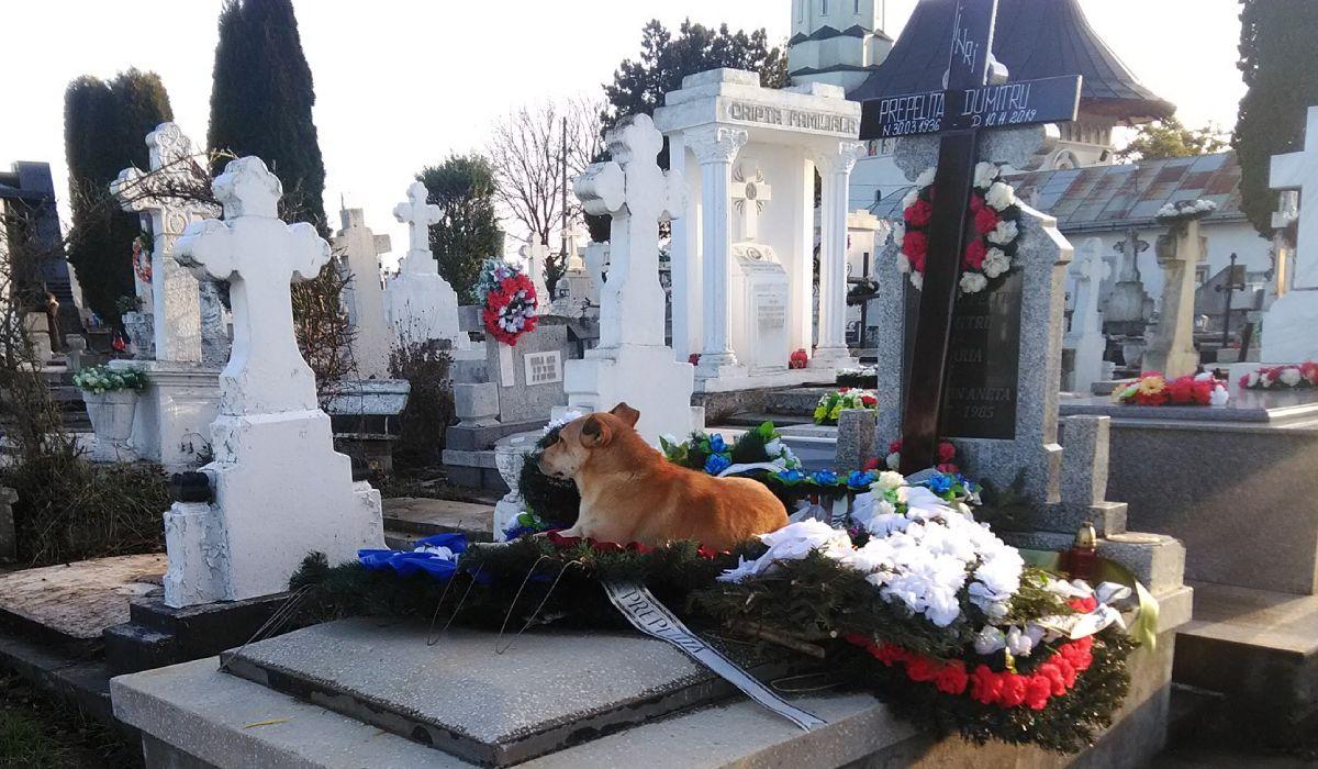 Câine fotografiat în cimitir, lângă mormântul stăpânului