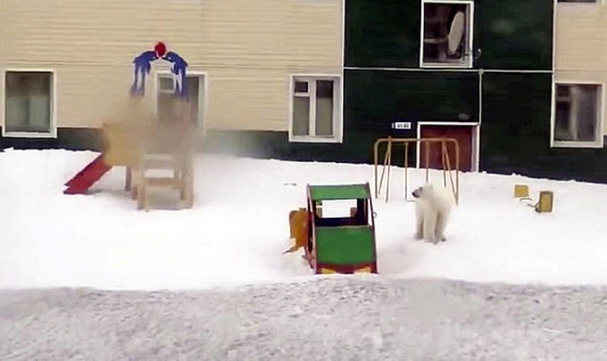 Invazie de urși într-o localitate din nordul Rusiei