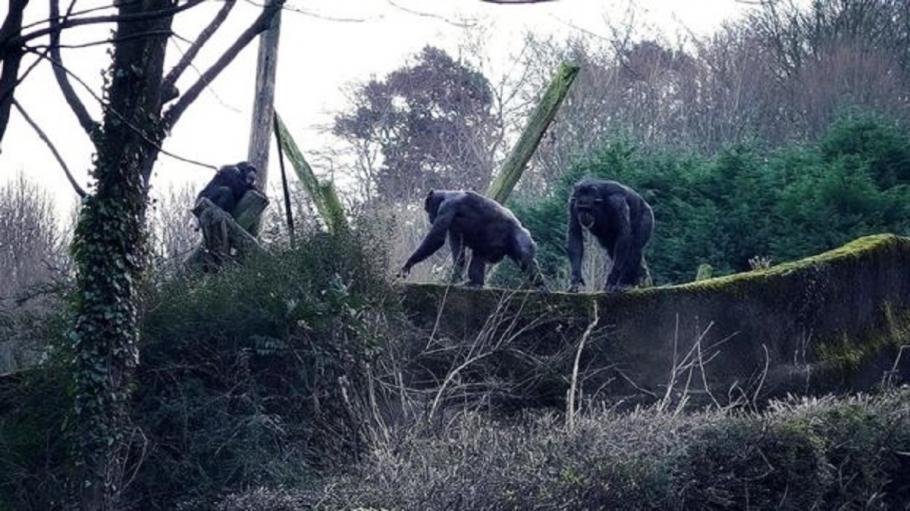 Cimpanezi evadați de la o gradină zoologică din Belfast Cimpanezei
