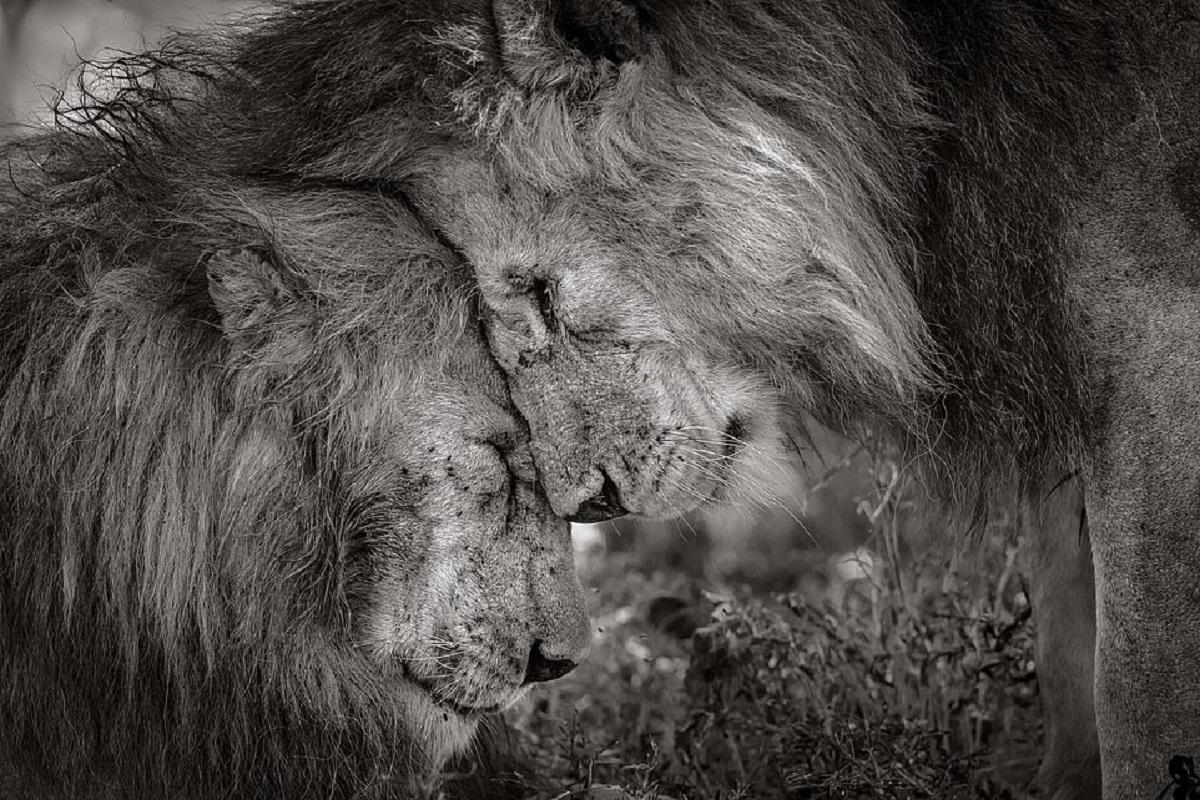 Apropierea intimă dintre doi lei, în Tanzania, imortalizată de David Lloyd
