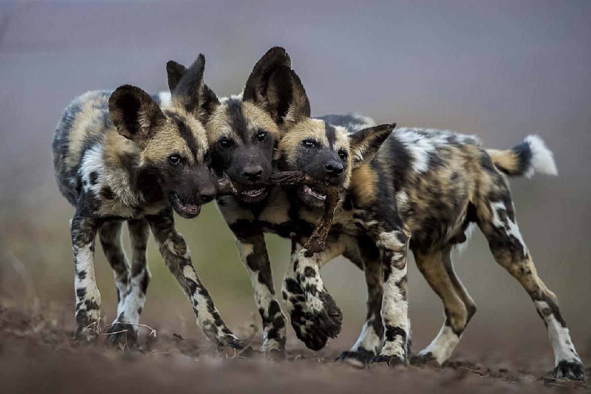 Trei câini sălbatici africani se luptă pentru o bucată de carne