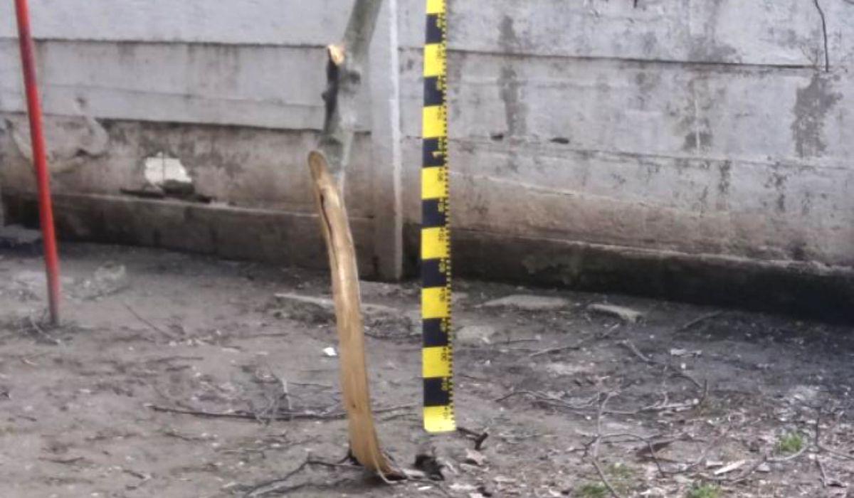 Fetiţa din Brăila s-a aruncat de la etaj, dar a aterizat într-un copac