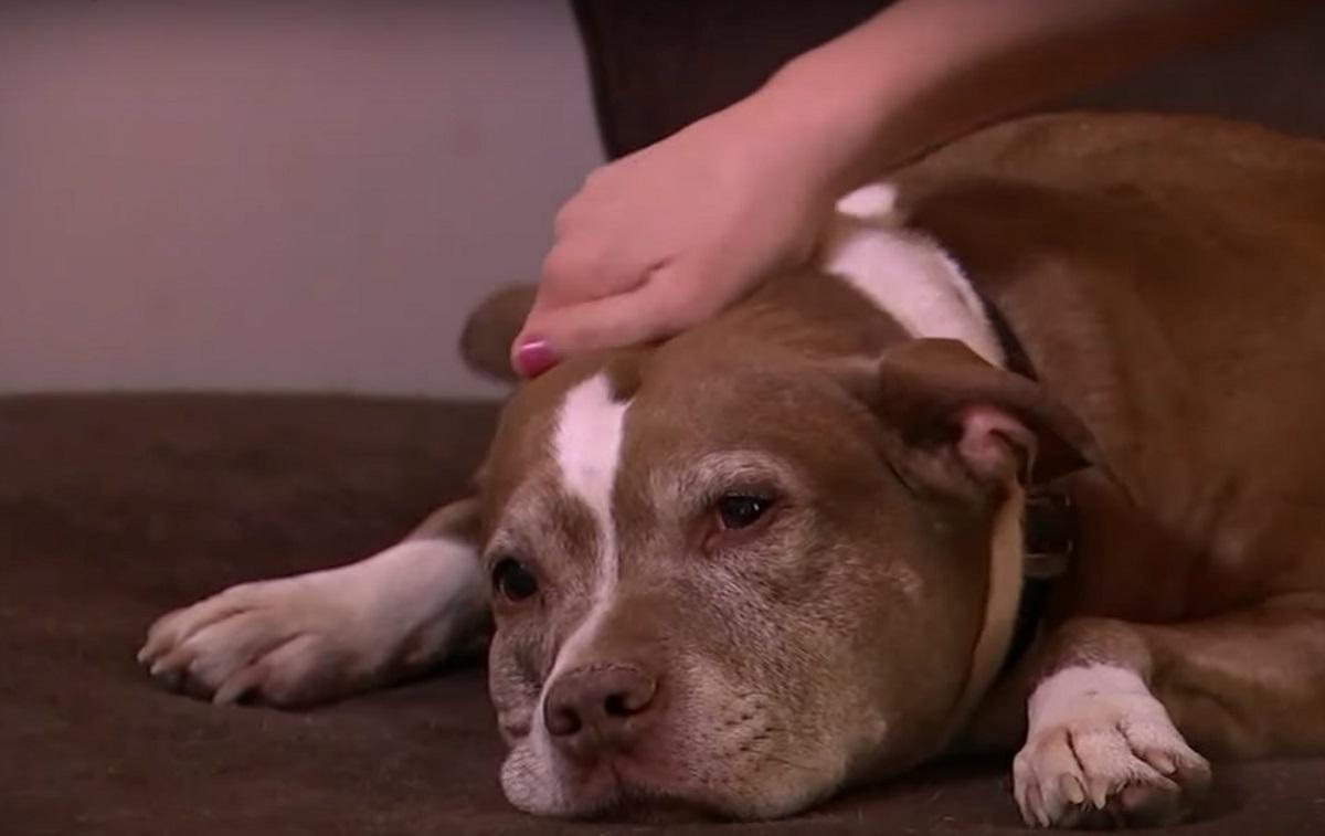 Sadie Sadie este un câine din rasa Pitbull, în vârstă de 11 ani