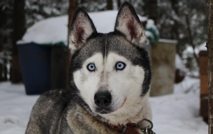 Câine rasa Husky Câinele a sărit de pe acoperiş pentru a-şi întâmpina cu bucurie stăpânul