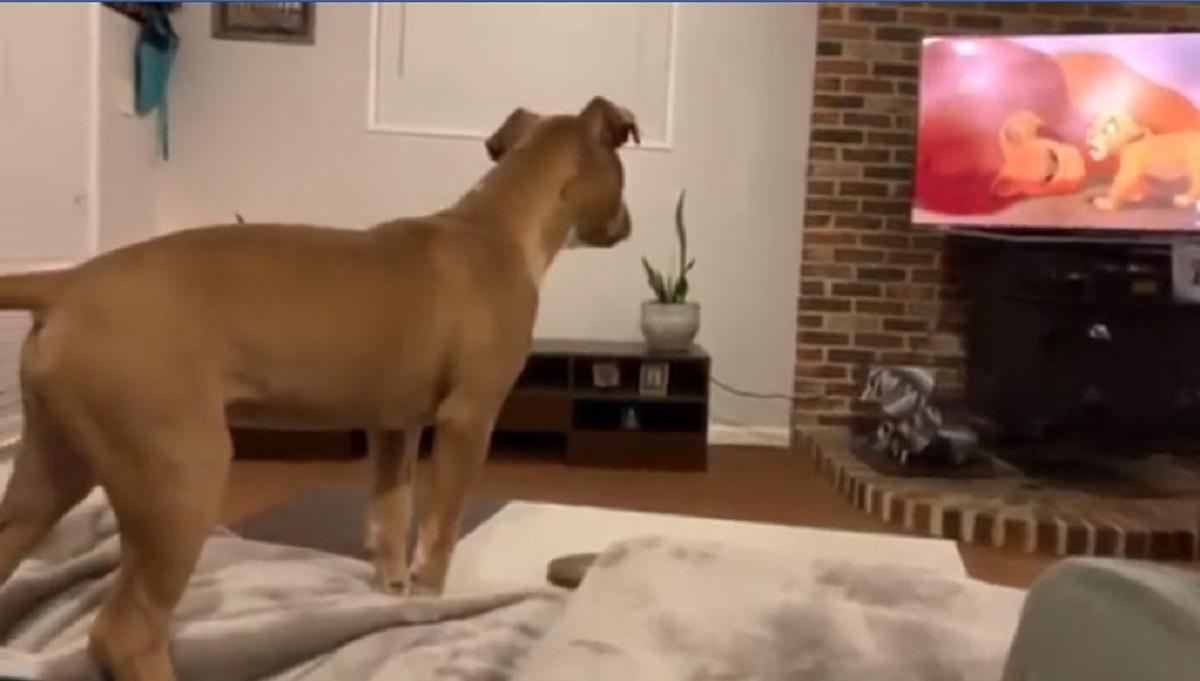 Câine care plânge Cățel emoțional la Tje Lion King