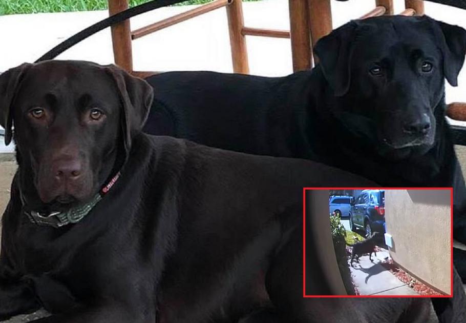 Doi câini și-au salvat stăpâna, după un accident vascular Labradori retreiveri