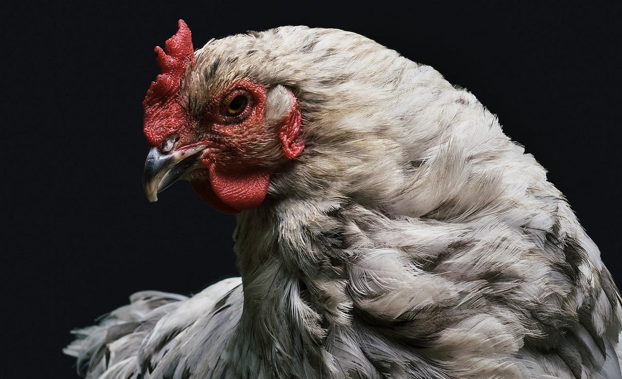 Vulpe omorâtă de găini Găină