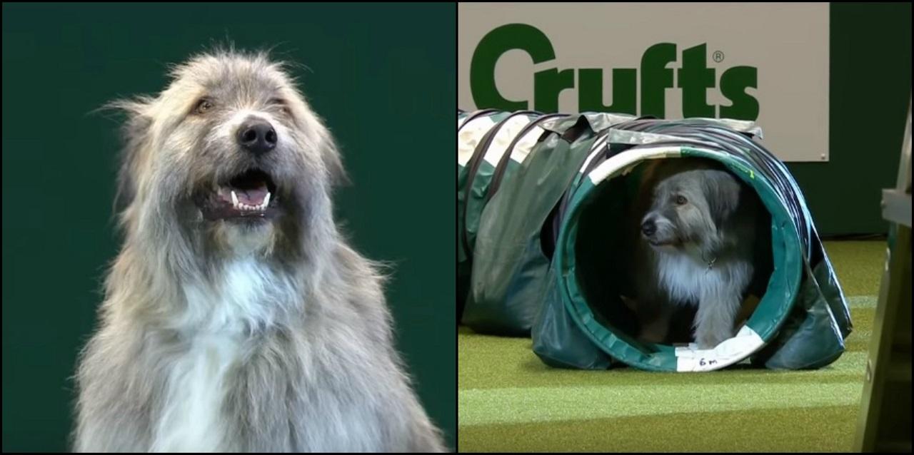 Kratu a fost găsit abandonat în Cluj Napoca Kratu, ciobănesc mioritic