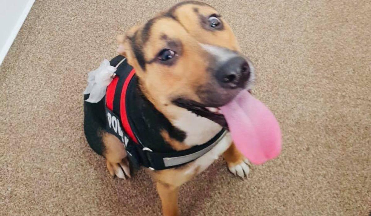 Câinele bătut într-un tramvai din Bucureşti a fost predat de proprietară