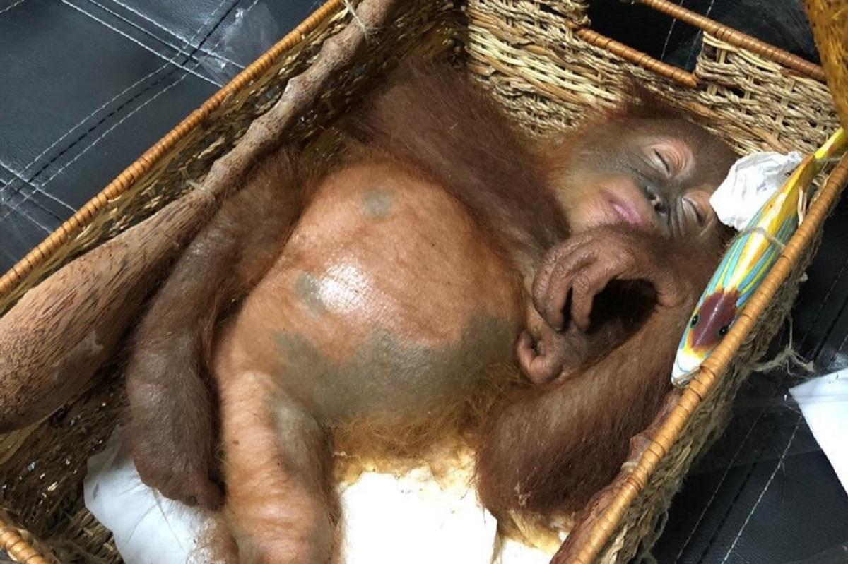 Urangutan anesteziat Rus prins cu un urangutan sedat, pe aeroportul din Bali