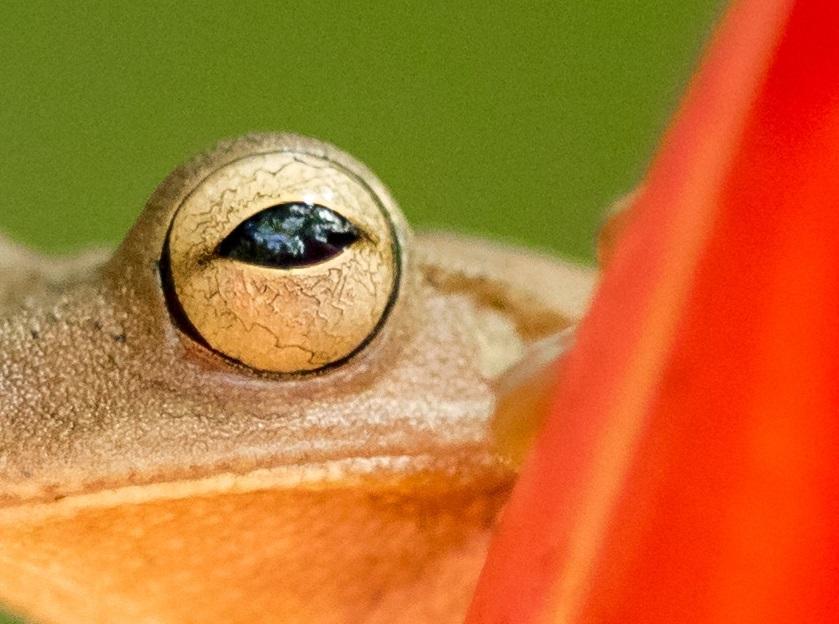 Foarte puţini ghicesc răspunsul