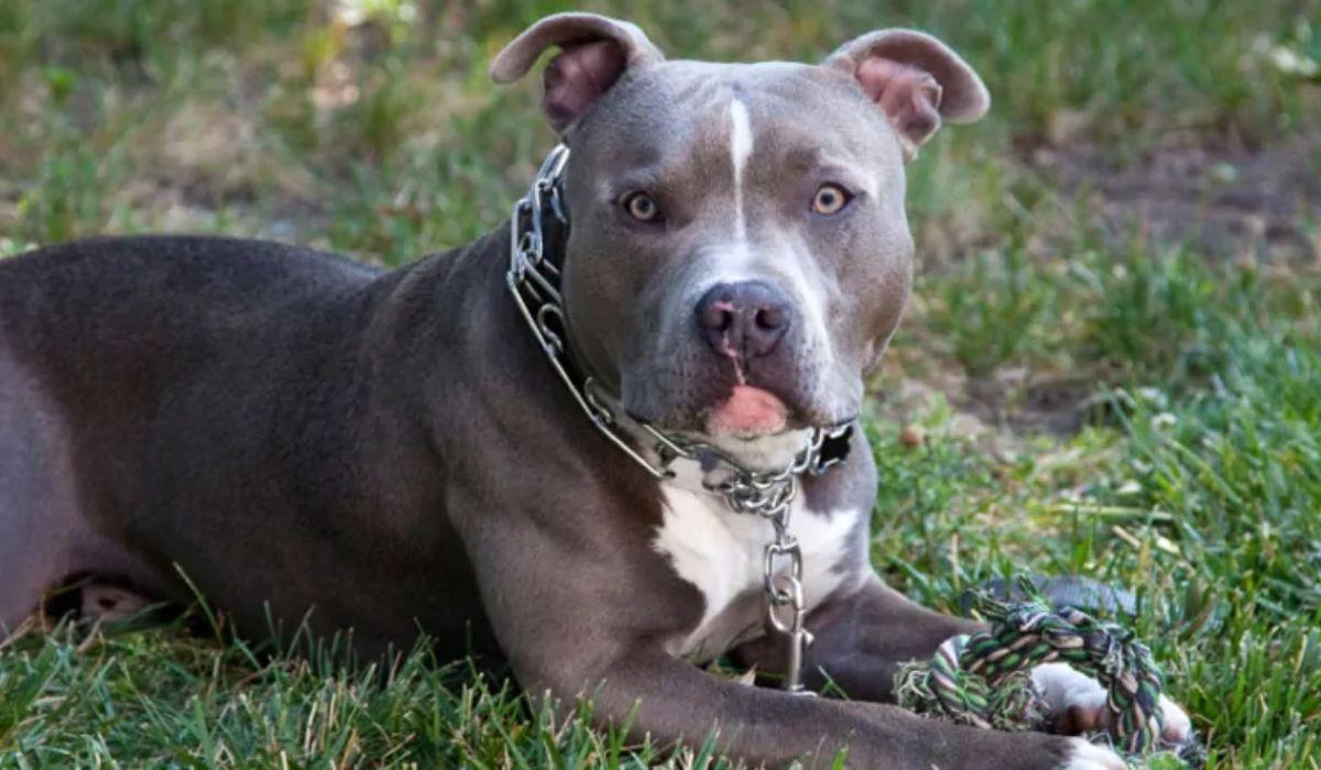 pitbull parcul tabacarie Scene horror, sub ochii copiilor, în parcul Tăbăcărie din Constanța, după ce un pitbull a fost lăsat liber
