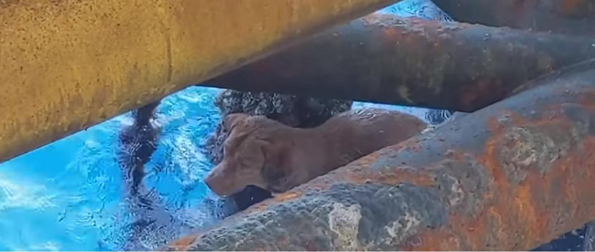 Un câine ce înota la 220 de kilometri de ţărm a fost salvat în ultimul moment Supravieţuitorul a fost salvat de angajaţii de pe o platformă petrolieră