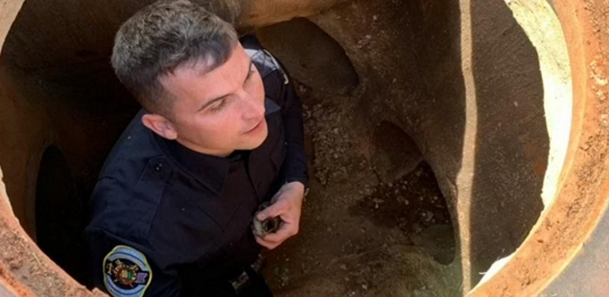 Poliţiştii n-au ezitat să intervină în canalizare Puii de raţă, transportaţi la un centru de reabilitare