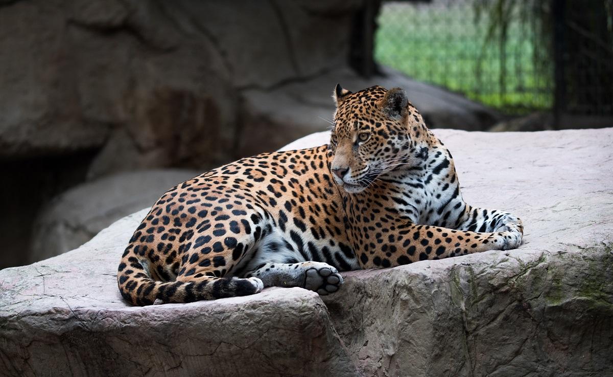 Jaguar Jaguarul conceput prin inseminare artificială a fost mâncat de mamă