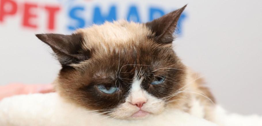 A murit pisica ce a inspirat cele mai cunoscute meme-uri Grumpy Cat a inspirat cele mai cunoscute meme-uri