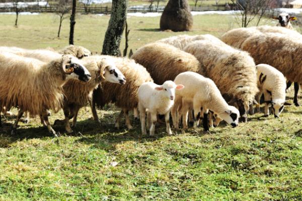 Crescătorii de ovine vor primi anul acesta un ajutor de minimis de 2 lei/kg pentru comercializarea lânii