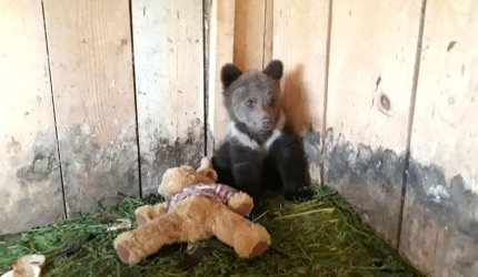 Un pui de urs orfan a fost adoptat şi va fi învăţat să se descurce timp de doi ani