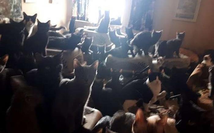 Pisicile găsite în apartamentul din Toronto