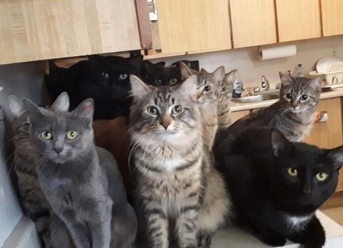 300 de pisici au fost găsite într-un mic apartament din Toronto (Video)