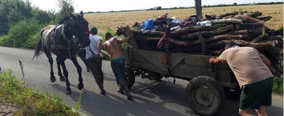 Pompierii au scos un cal dintr-o gură de canalizare, la Arad Animalul a fost eliberat şi redat proprietarilor