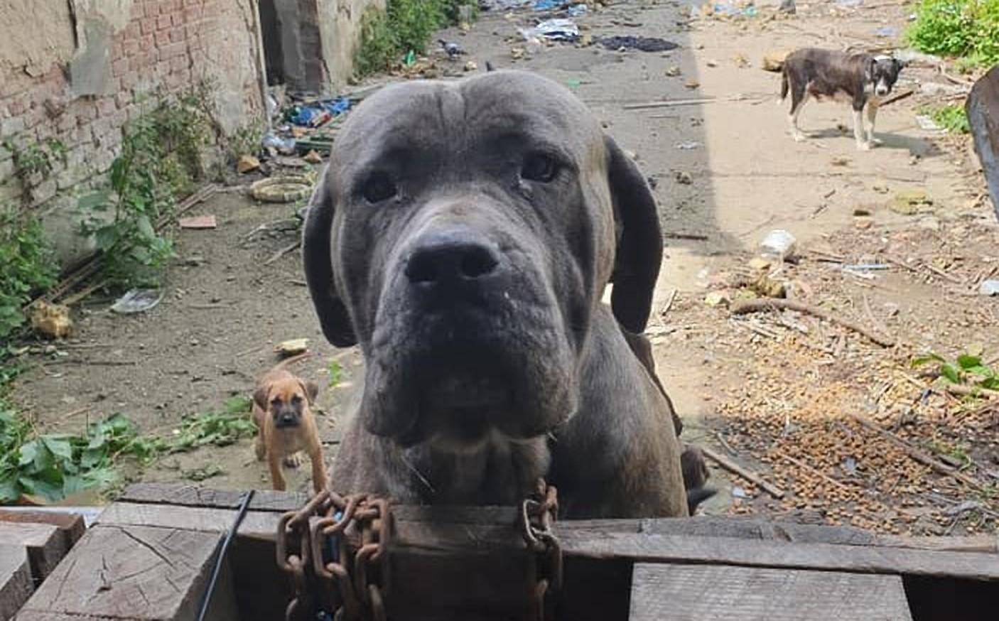 Câinii rămași într-o curte părăsită, după moartea stăpânului