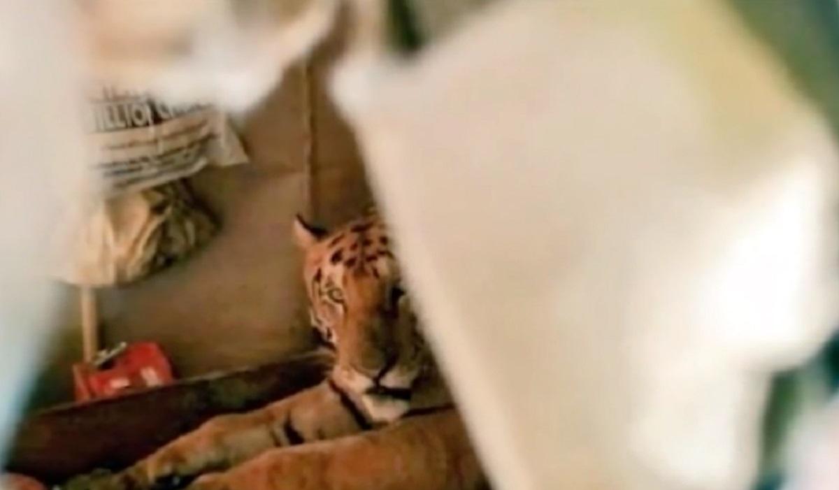Un tigru bengalez şi a găsit refugiu în casa unui localnic din India